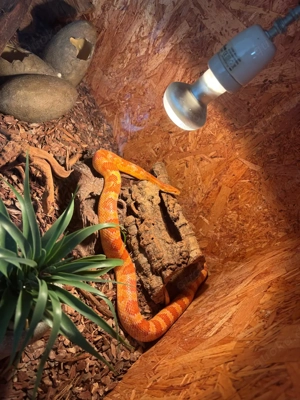 Verkaufe Terrarium mit Kornnatter 