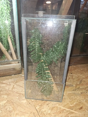 Terrarium 40x20x20