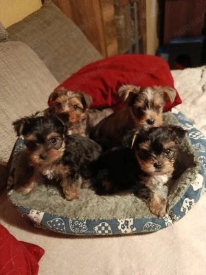 Süße Yorkshire Chihuahua Mix Welpen 