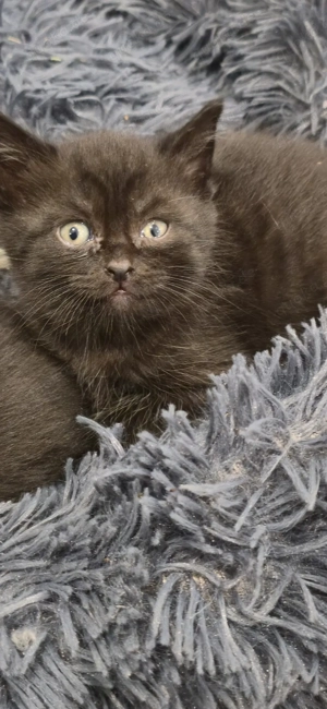 2  BKH   Bengal Kitten 