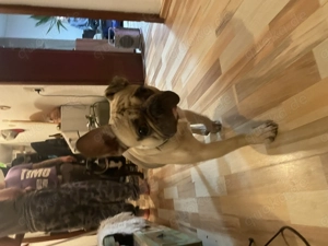 Verkaufe 1 jährigen französischen Bulldoggen 