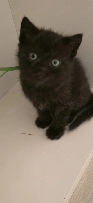 BKH   Bengal Kitten ab März 