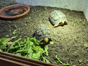 2 Köhlerschildkröten ( Geochelone Carbonaria)
