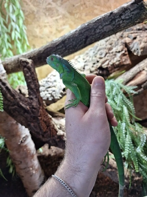 0.0.1 Grüner Leguan 