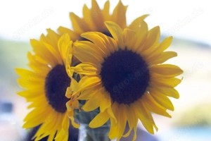 "Ordnung schaffen, Leben erleichtern   Professionelle Hilfe für mehr Ordnung im Haus