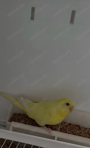 Entzückendes Wellensittichpaar sucht ein liebevolles Zuhause