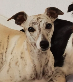 Whippet Rüde 