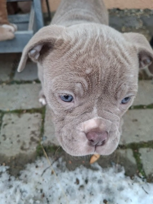 Old English Bulldog Welpen 