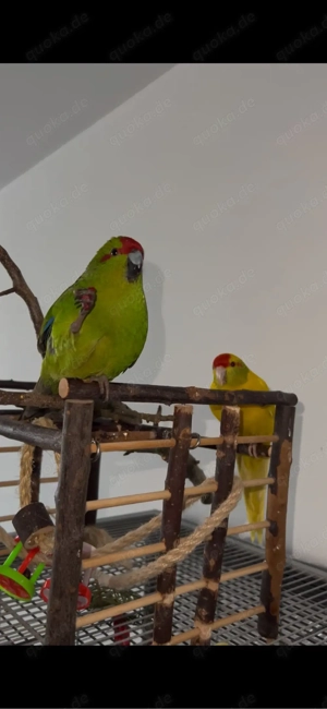 Zwei liebe Ziegensittiche (Springsittiche) abzugeben