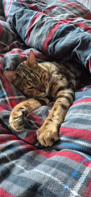 Bengal Kater   knapp 4 Jahre alt   mit Stammbaum   kastriert   Impfpass gepflegt   gechippt