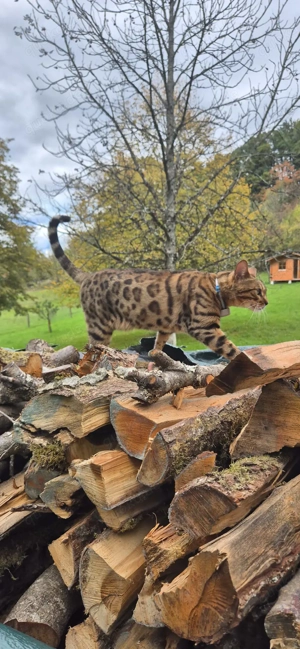 Bengal Kater   Puma; 4 Jahre   gechippt   kastriert   geimpft   mit Stammbaum