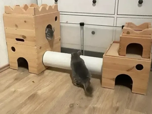 Chinchilla Familie sucht neues Zuhause im Glück