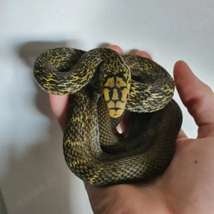 1.0 Elaphe carinata Kletternatter