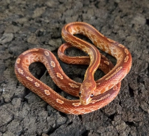 Tessera het Amel Palmetto 2024