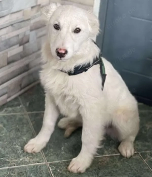 ZACK - liebevoller Hundebub (wartet in Rumänien)