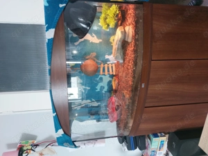 Leopardengecko abzugeben 