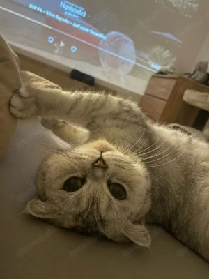 Zwei liebevolle BKH Geschwisterkatzen abzugeben Bild 2