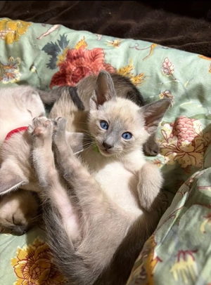 Vier kleine Herzensbrecher auf der Suche nach ihrem Zuhause