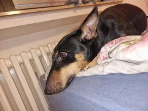 nala 2, sucht ein neues Zuhause