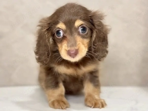 Dackelwelpe sucht neues Zuhause