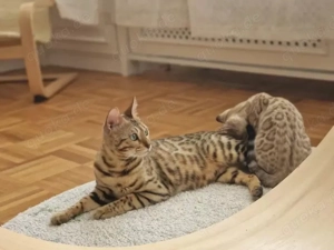 Bengalkatze Kira