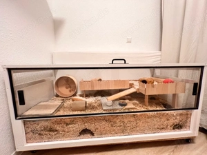 Roborowski Zwerghamster mit XXL Gehege