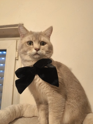 Deckkater. Kein Verkauf 