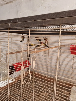 stieglitz paare zu verkaufen