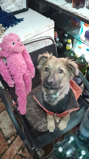 Welpenmädchen Pufa wurde einfach ausgesetzt - sucht dringend Zuhause