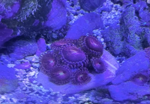 Korallen Zoanthus Ableger Meerwasser