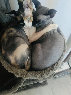 Sphynx Kätzchen in grau und gefleckt 