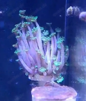 Alveopora, Koralle, Ableger für Meerwasser 