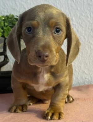 Süße Dackel Welpen in Sonderfarbe