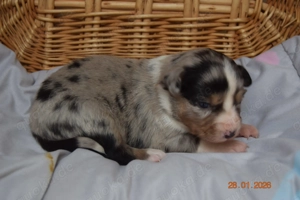 Bezaubernde Mini Aussiewelpen  aus seriöser Zucht!!