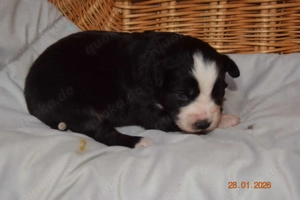 Bezaubernde Mini Aussiewelpen  aus seriöser Zucht!!