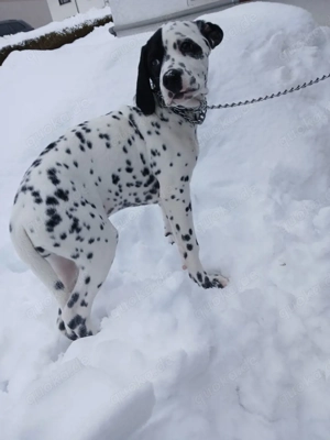 Dalmatiner-Labrador-Retriever Mix