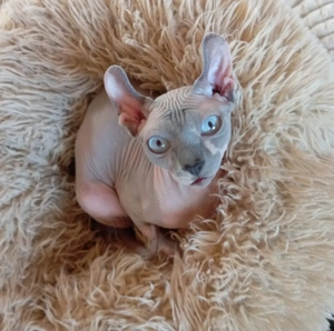 Lieber Sphynx Kater, privat
