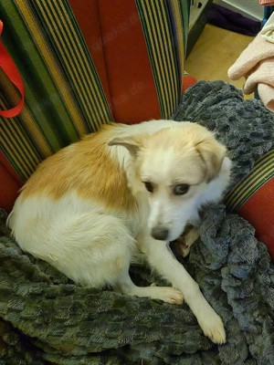 Taylor wartet auf seine Menschen 