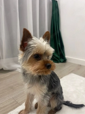 Yorkshire Terrier Mini Toy