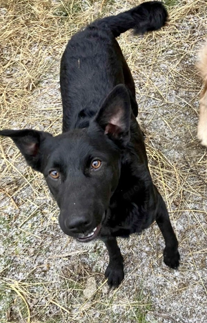 Hübsche Margo sucht ihr Körbchen