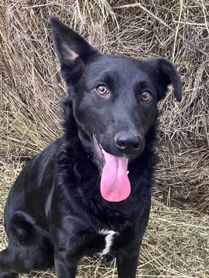 Hübsche Margo sucht ihr Körbchen