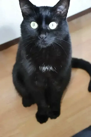 Kater in liebevolle Hände anzugeben