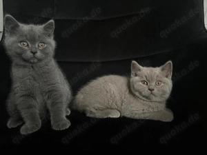 BKH Kitten. Abgabebereit