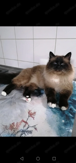 Heilige Birma Deckkater