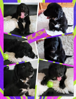 TOP Golden Aussie Welpe, Rüde,  mit Papiere (Ahnenpass) für Therapie und Familie