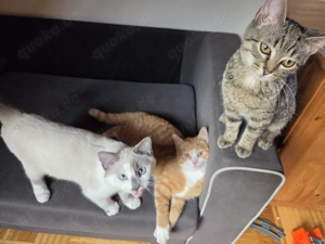 Liebevolles zuhause gesucht