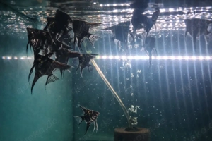 Schöne Skalar-Jungtiere Koi Marmor   perfekte Abgabegröße