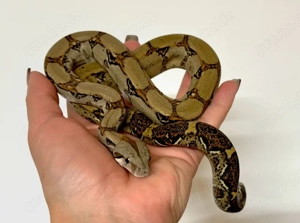 1.1 Boa imperator - reine Costa Rica Boas
