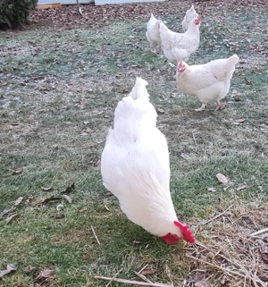 Bruteier Marans weiß  Bild 3