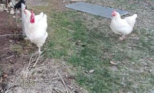 Bruteier Marans weiß  Bild 4